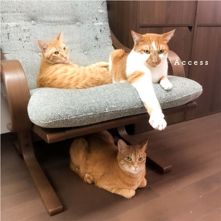 This is an article you should read for the first time you visit a Cat cafe nekogokochi in Hiroshima.