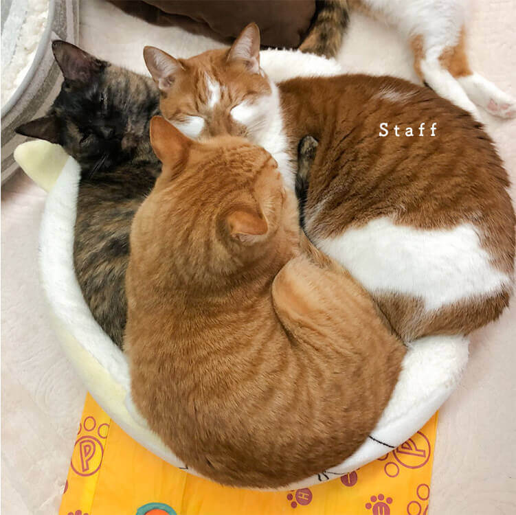It is an introduction of cat staff that you can meet at cat cafe nekogokochi in Hiroshima