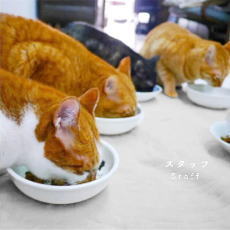 広島の猫カフェねこごこちで会える猫スタッフの紹介です